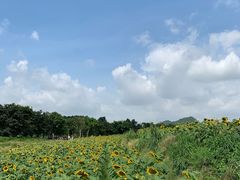-光明小镇欢乐田园