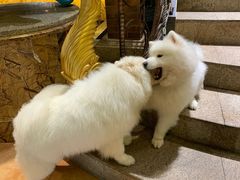 -more than meow吴止猫主题餐厅(承德 中船汇店)