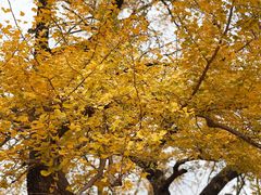 -千年银杏谷文化旅游区
