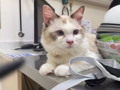 -爱诺耐芙动物医院(万博店)