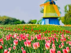 -北京国际鲜花港