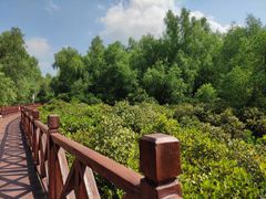 -大亚湾红树林城市湿地公园