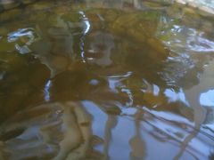 -中家鑫园温泉酒店鑫悦汤泉