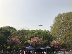 -武汉大学-樱园