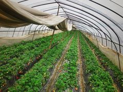 -胜丰草莓采摘园