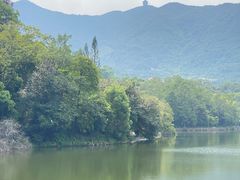 -深圳仙湖植物园