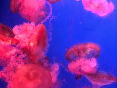 -蓬莱欧乐堡海洋极地世界