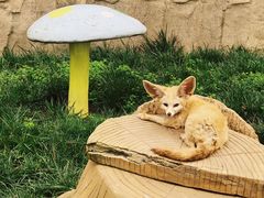 -西霞口神雕山野生动物世界