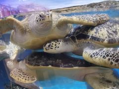 -海合安武汉极地海洋公园