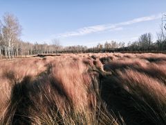 -东郊湿地公园