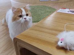 -猫和宫(六道口店)