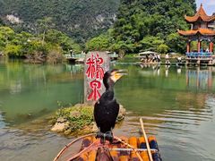 -靖西鹅泉风景区