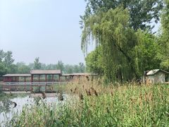 -微山湖红荷湿地景区