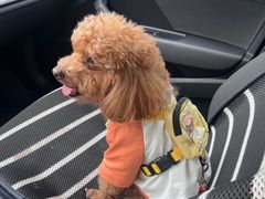 -安安宠医·臻爱宠物医院(簇锦北路分院)