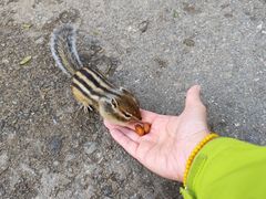 -莫尔道嘎国家森林公园