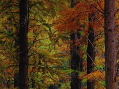 -杭州半山国家森林公园