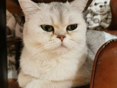 -猫小院猫主题餐厅(三里屯店)