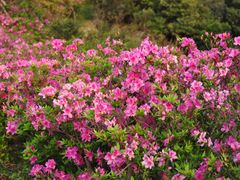 -梧桐山风景名胜区