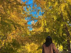 -三里屯东五街银杏大道