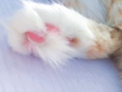 -喵的天空名猫咖啡馆·撸猫·猫舍·用品
