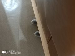 -藏猫猫咖啡主题馆(中央大道店)