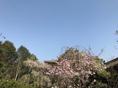 -西安青龙寺遗址景区