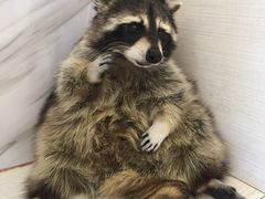 -浣熊柯尔鸭土拨鼠·电玩咖