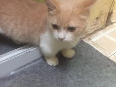 -猫色咖啡·猫咖