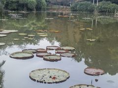 -中国科学院西双版纳热带植物园