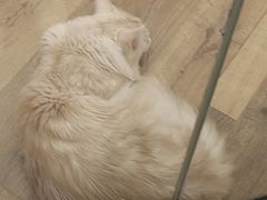 -袖虎·猫馆(体育西路店)