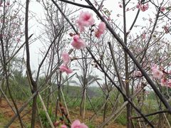 -天适樱花悠乐园