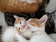 -平行世界·猫咖(首经贸店)