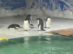 -海合安武汉极地海洋公园