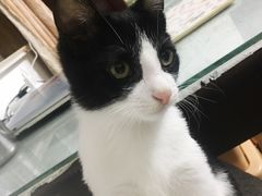 -PETKIT小佩宠物(古北店)