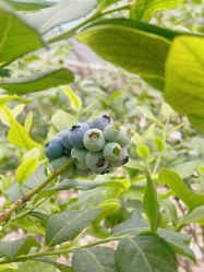 -蓝呗呗蓝莓草莓采摘园(通州区马驹桥店)