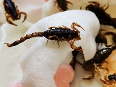 -晋阳饭庄(虎坊桥店)