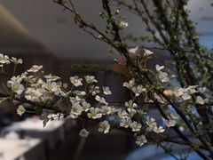 -燕晗山郊野公园