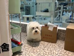 -momokira米努特·德文卷毛猫·棉花面纱犬