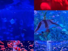 -海合安成都极地海洋公园
