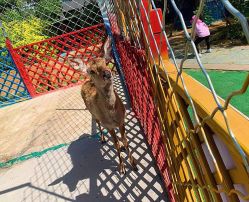 -萌宠亲子动物乐园(槐房万达店)