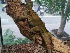 -酷以爬仙阁实体爬宠店·守宫·蜥蜴·专业繁育