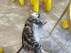 -猫力发电所·宠物专门店
