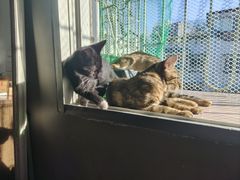 -瑞派康怡24h宠物医院·犬猫医疗中心·微创绝育(瑞景分院)