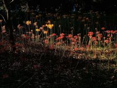 -杭州植物园