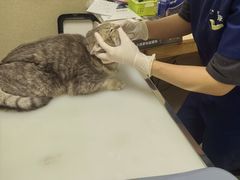 -爱妮康宠物医院·干细胞免疫细胞·肿瘤·心脏(张江店)