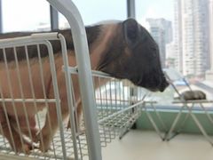 -怪兽屋·羊驼·猫咖·狗咖(俊华广场店)