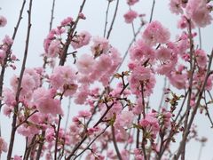 -天适樱花悠乐园