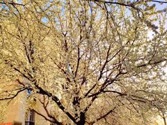 -新疆国际大巴扎