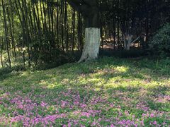 -菊花台公园
