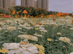 -映月湖中央公园